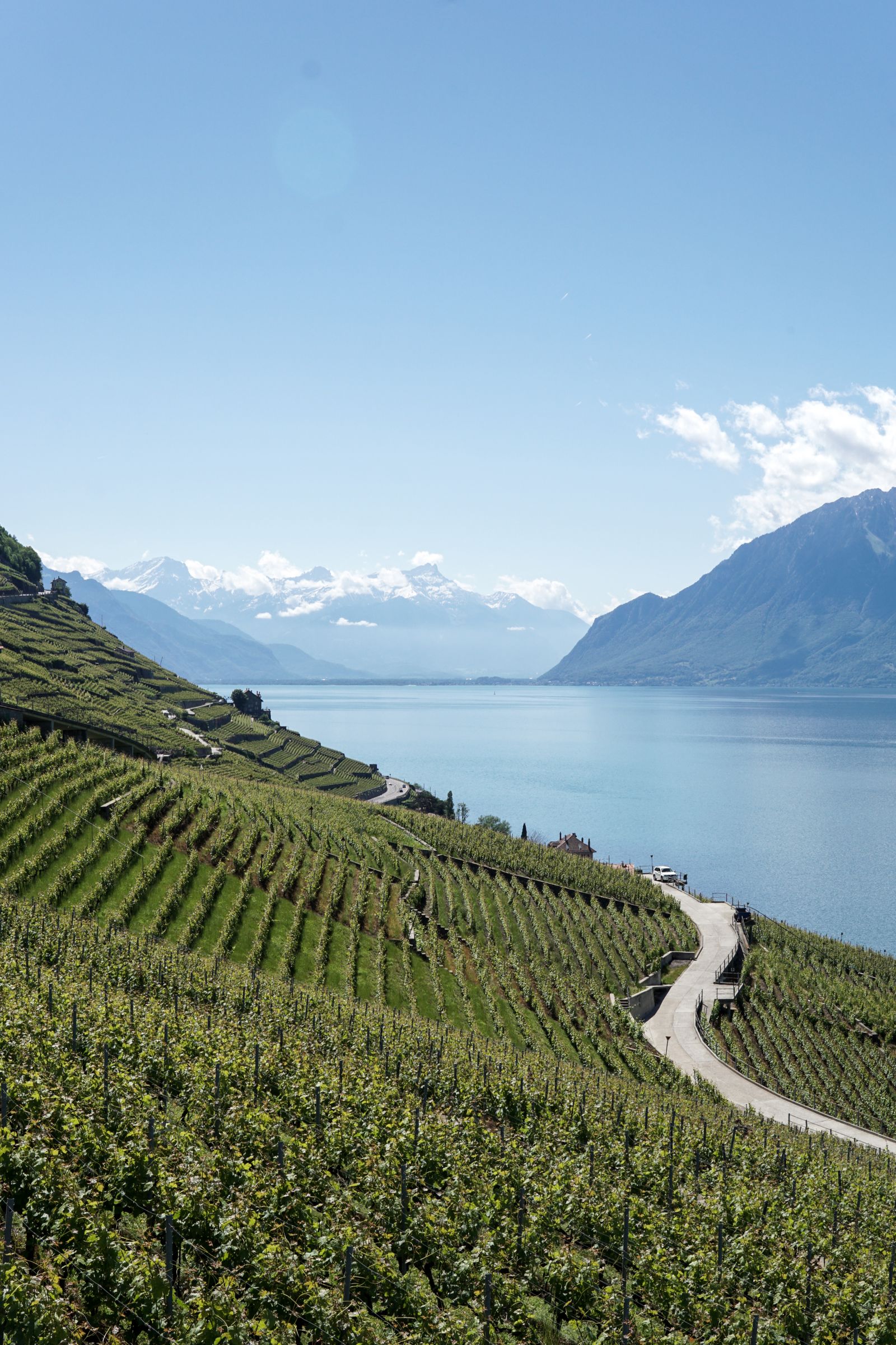 Rebterrassen im Lavaux über dem Genfersee