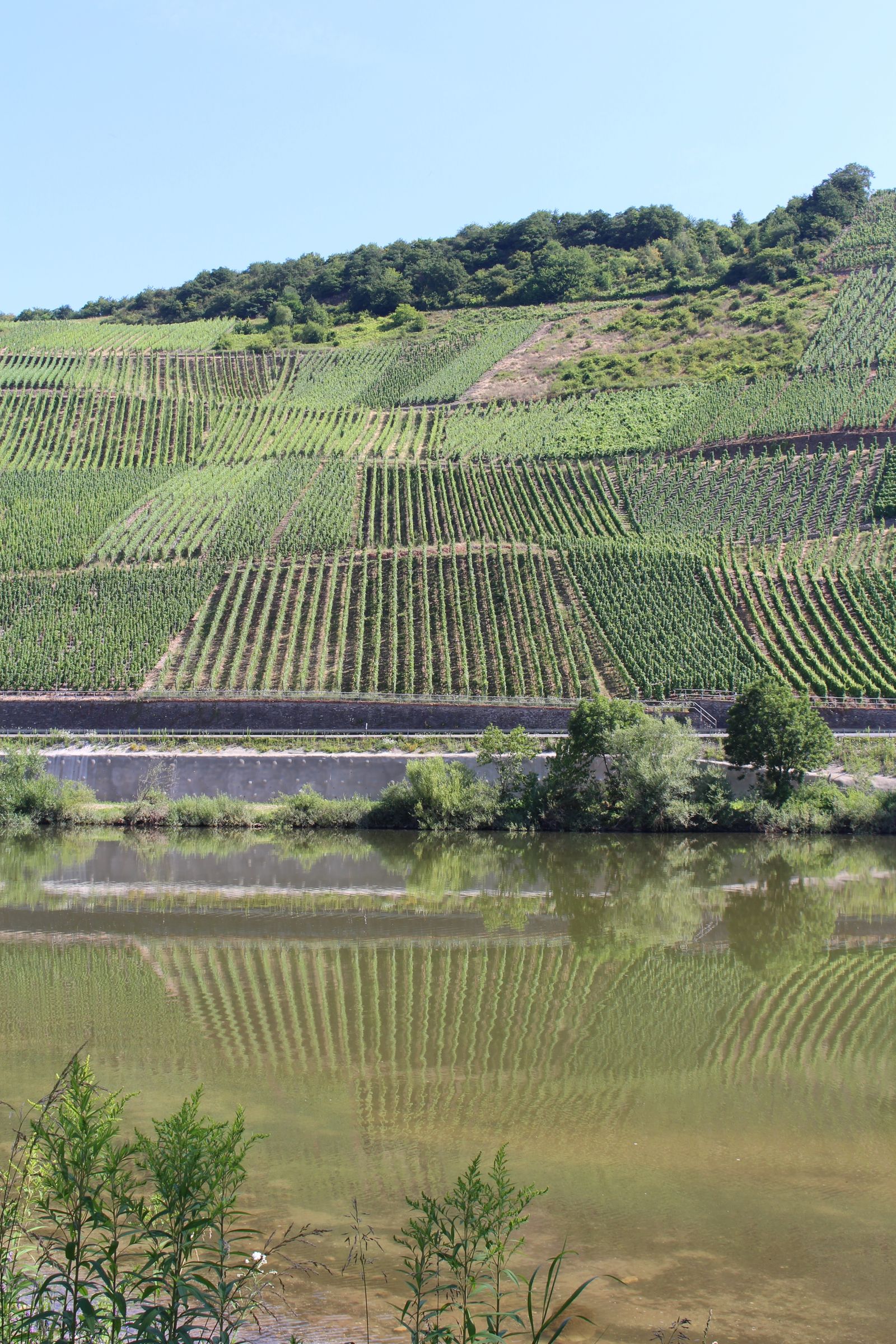 Weinberge an der Mosel