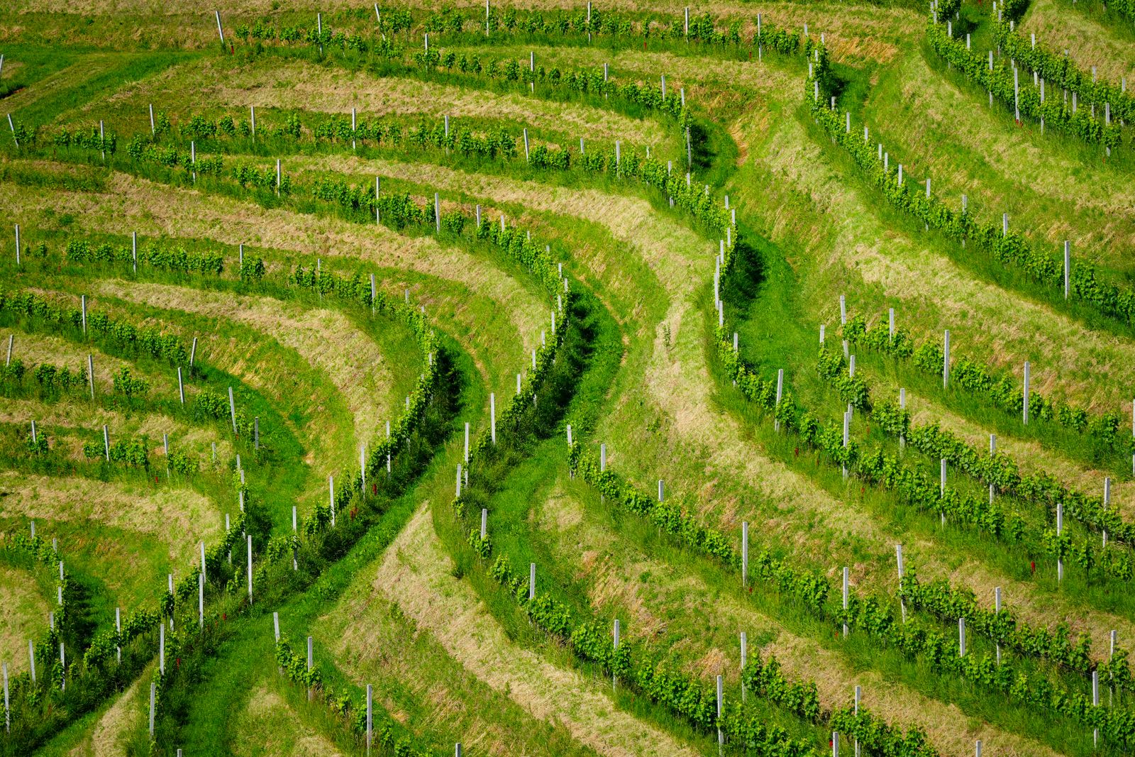 Luftaufnahme terrassierter Weinberge